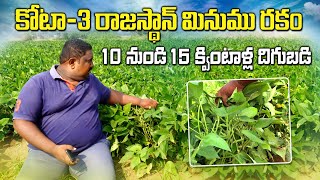 కోటా - 3 మినుము రకం చాలా బాగా పండింది | High Yields in Kota - 3 Black Gram Farming | AgriTech Telugu