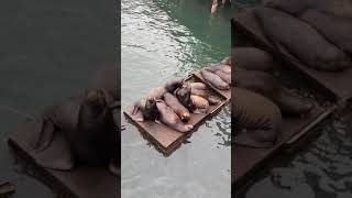 Sea lions Newport- Phil Gerstner films