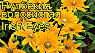 Рудбекия волосистая Айриш Айз. Краткий обзор, описание характеристик, где купить саженцы