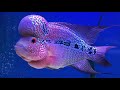 my flowerhorn “life journey of zhen zhu flowerhorn”