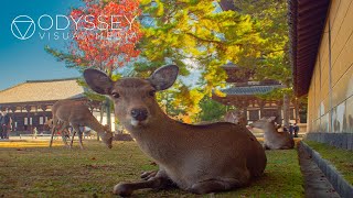 Feeding Sacred Deer at Nara Temple | Japan Adventure Travel Documentary