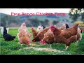 How To Raise & Earn From Thousands Of Free Range Chicken