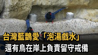 奇觀！ 台灣藍鵲「愛泡湯戲水」 還有哨兵留守戒備－民視新聞