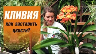 КЛИВИЯ уход в домашних условиях 🌸 КАК ЗАСТАВИТЬ ЦВЕСТИ КЛИВИЮ