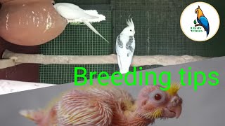 Cockatiels breeding tips in sinhala | Cockatiels breeding | Birdy Wings