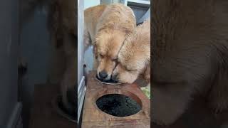 ASMR Dogs Drinking Water Together