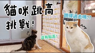 【黃阿瑪的後宮生活】貓咪跳高挑戰！