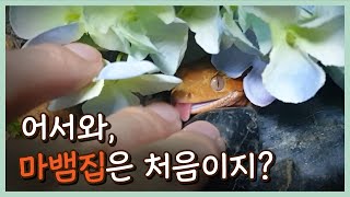 도마뱀 사육장은 어떻게 생겼을까? [크레스티드게코]