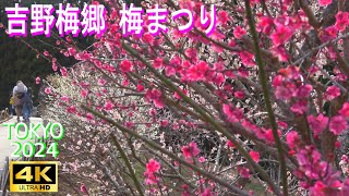 4K【吉野梅郷 梅の公園】in 青梅市