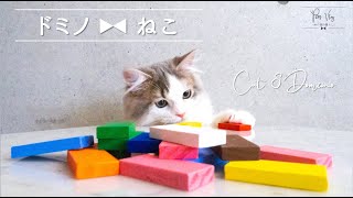 【猫 × Vlog】ドミノとねこ。Cat  \u0026  Domino