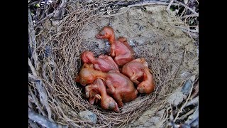 Magpie Nest (Pica pica) Κατσικορωνα , Καρακάξα - Cyprus