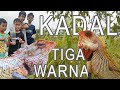 Kadal Dengan Tiga Waran Garis Putih | Kadal Warna Warni - M. Fattah