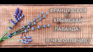 Чем отличается Французская лаванда от Крымской.