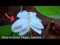 5 Tips - How to Grow Jasmine Plant Fastly. - The Small Story.