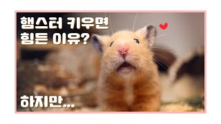 Must-see video before raising Golden Hamster