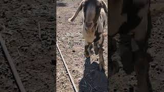 2 corgi herding the buck