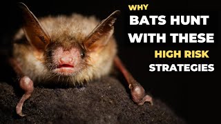 Bats hunting their prey use these high-risk tactics