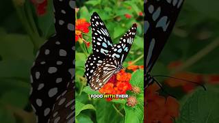 Amazing Butterfly Facts You Didn't Know! #shorts #shortvideo #viralvideo #animals