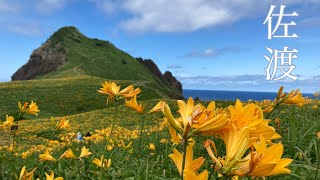 バラ園と大野亀のトビシマカンゾウ【新潟県佐渡市】