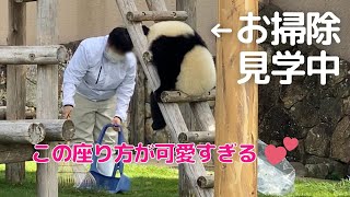 お掃除タイムの遊びが謎😂飼育員さんを見学する寝起きまったり子パンダ楓浜🐼🍁