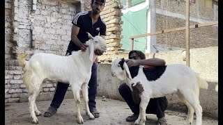 Molana shokat andul goat dhamaka start demand 14000