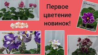 Фиалки, мои новинки! Первое цветение молодых розеток!