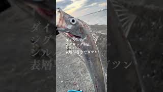 多々良川河口で太刀魚が釣れました🎣使用メタルジグ『ダイソージグロックシルバー18g』。#メタルジグ #ライトショアジギング #太刀魚