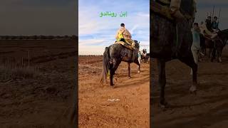 جمال الخيول الملكية🐴👑بدون مؤثرات صوتية🇲🇦❤️ #تبوريدة #خيل