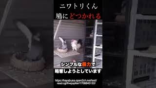 【2ch動物スレ】ハトさん、シンプルな暴力で略奪行為をする...　#2chおもしろスレ #shorts #5ch #生物