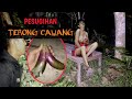 Heboh ‼️T3R0NG cawang membawa kekayaan