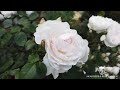 【公式】english rose garden 20200512 熱海／acao forest アカオハーブ＆ローズガーデン