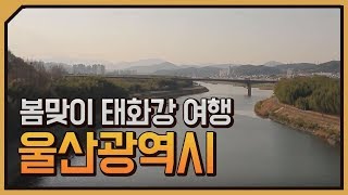 [테마기행 길] 봄맞이 태화강 여행, 울산광역시