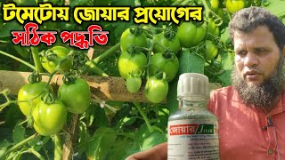 টমেটোয় জোয়ার প্রয়োগের সঠিক পদ্ধতি যেনে নিন।Hormone spray on tomatoes is the correct method.#tomato