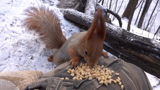 Немного про Белку с глазиком и Белку с хвостиком / A little bit about  Squirrel with eye