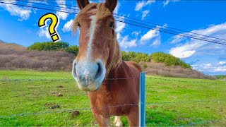 手をハムッとしてくる寒立馬【かわいい〜】