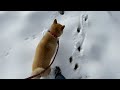 柴犬と雪の中を散歩してきた