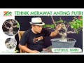 TEHNIK MERAWAT ANTING PUTRI ( Wrightia Religiosa ) DI DAERAH BERIKLIM PANAS