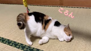 【三毛猫】遊んでる最中にすぐに寝転ぶ猫（2022年11月14日）