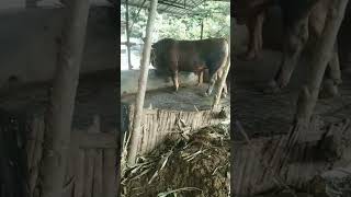 sapi pegon jumbo