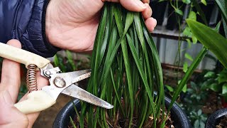 开春了，给兰花剪上“4刀”，植株长得更快