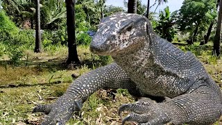 உடும்பு | Srilankan Monitor Lizard | #tamilvlog #intamil | 11-03-2023 | Srilanka | Tamil Mix Sumi