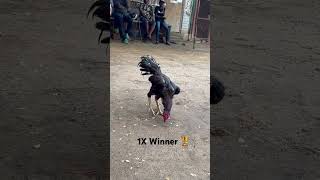 1X Winner Madras Aseel #adukalam #rooster #thewinners #aseel #chicken #madrasaseel