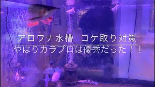 アロワナ水槽  たった1日で…コケ取りにはこの魚！やはり優秀だった