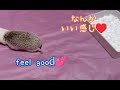 【hedgehog shuna】【ハリネズミのしゅなぴ】playing with loofah for the first time／初めてのヘチマ遊び