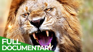 Who is the King? | Wild Ones | Episode 13 | Free Documentary Nature