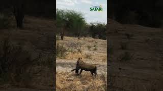 🔴#TSC: FOR ALMOST AN HOUR, A PATIENT LIONESS WAITED UNTIL IT FINALLY CAUGHT A WARTHOG