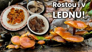 Rostou i v Lednu! Aneb, první letošní houbovačka (CZ)