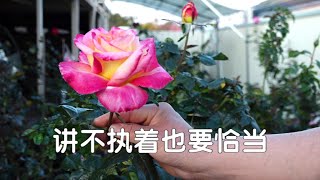 讲不执着也要恰当   ~圣开导师 讲 《幸福之音》  [唯佛宗世界人乘佛教]