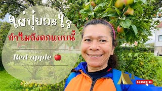 Red apple 🍎 | สวนแอ๊ปเปิ้ลแดง ผลดกกว่าที่คิด