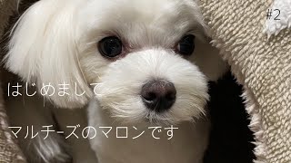 #犬#マルチーズ【犬のいる暮らし】 初めましてマロンです。